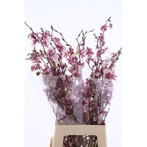 Oncidium Yuki Fu You Xl