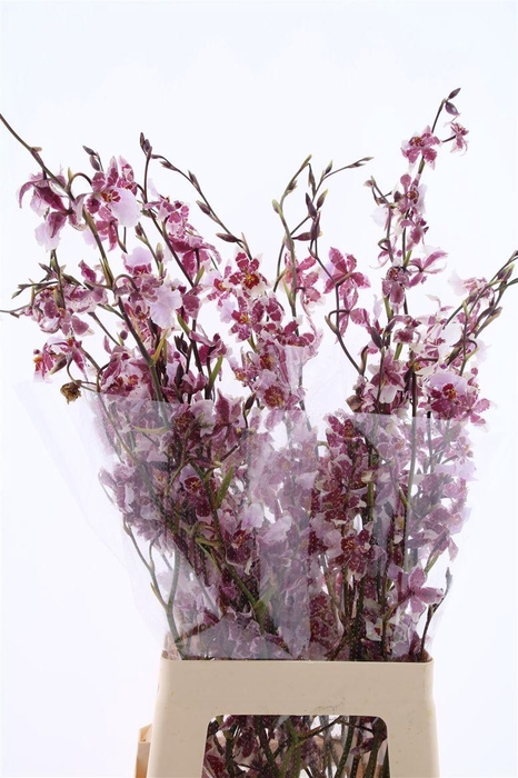 <h4>Oncidium Yuki Fu You Xl</h4>