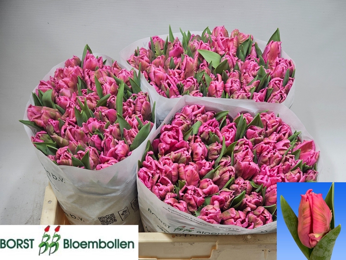 <h4>TU PA MARVEL PARROT</h4>