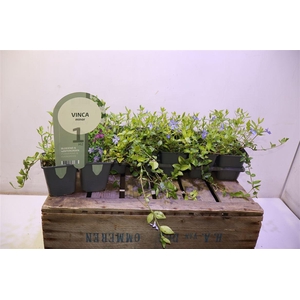 Vinca Minor