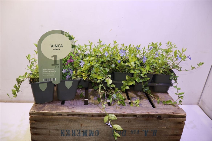 <h4>Vinca Minor</h4>