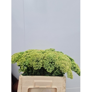 SEDUM SPECTABILE