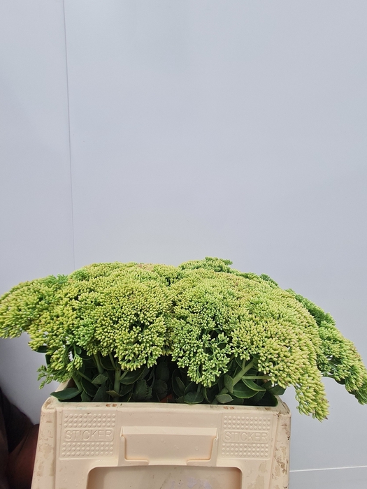 <h4>SEDUM SPECTABILE</h4>