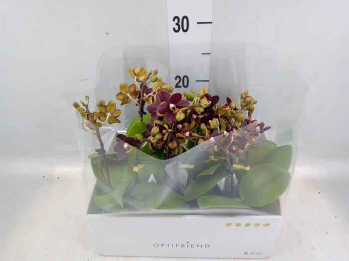 <h4>Phalaenopsis multi.   ...</h4>