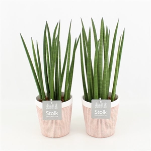 Sansevieria Cylindrica in Terracotta