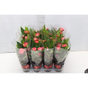 ANTHURIUM MINI MILLION FLOWERS P09