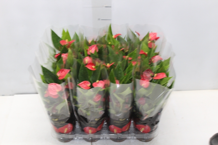 <h4>ANTHURIUM MINI MILLION FLOWERS P09</h4>