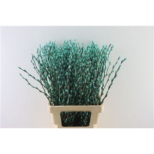 Salix Wilgenkatjes Groen Mint 70cm