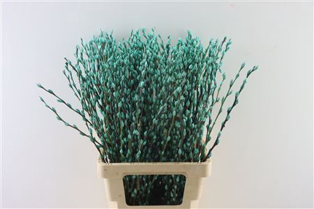 <h4>Salix Wilgenkatjes Groen Mint</h4>