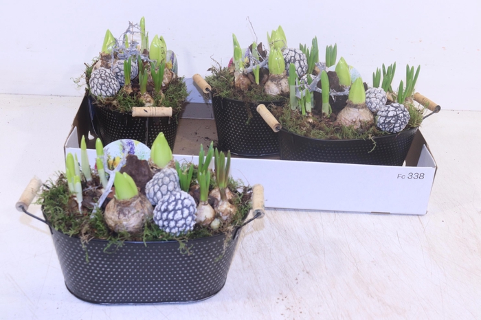 <h4>Arr Bol Knolgewas</h4>