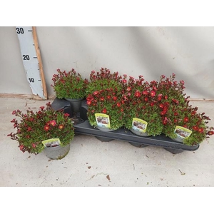 SAXIF AR TOUR DP RED