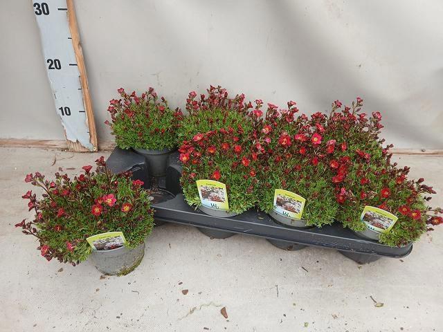 <h4>SAXIF AR TOUR DP RED</h4>