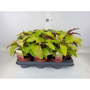 Calathea  'Fusion Yellow'