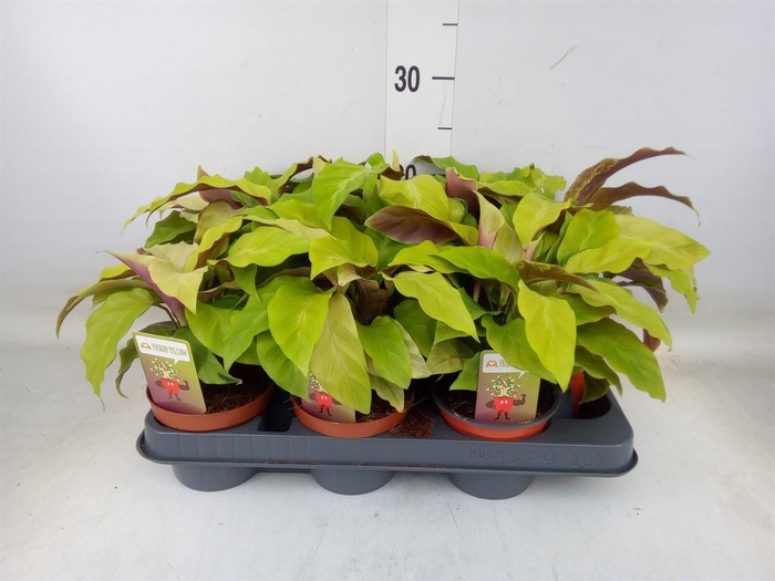 <h4>Calathea  'Fusion Yellow'</h4>