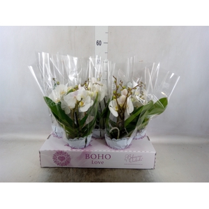 Phalaenopsis   ...white