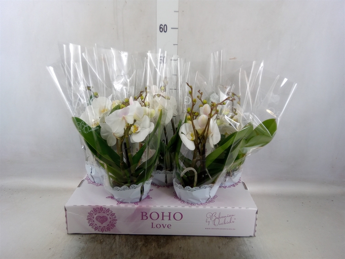 <h4>Phalaenopsis   ...white</h4>