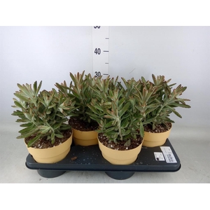 Kalanchoe NF tomentosa