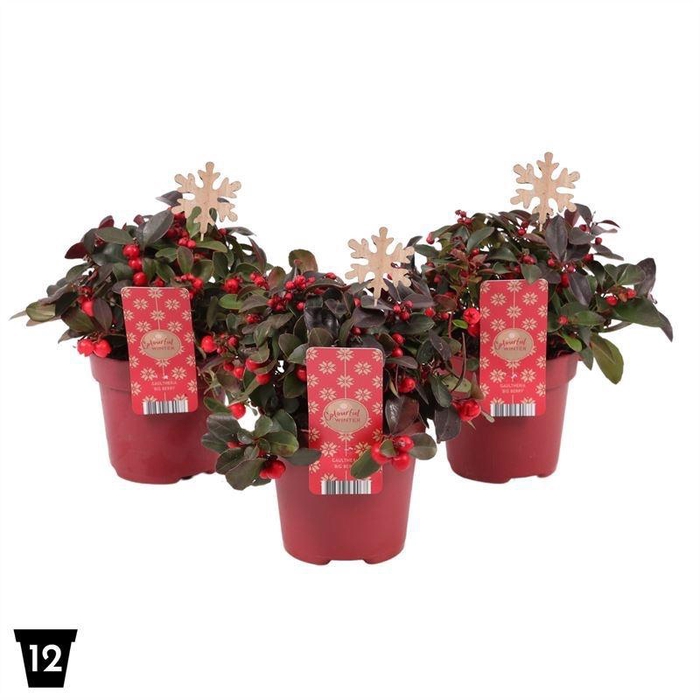 <h4>Gaultheria Pr Big Berry + Steker Sneeuwvlok</h4>