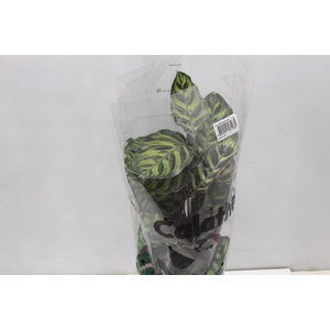 CALATHEA INSIGNIS P17