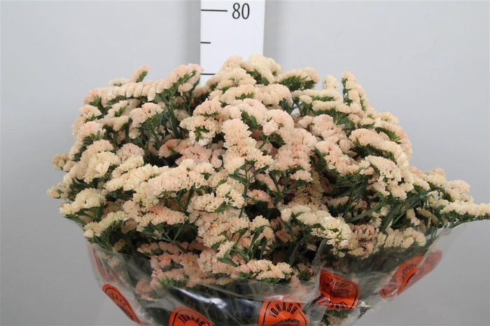 <h4>Lim S Ho Apricot</h4>