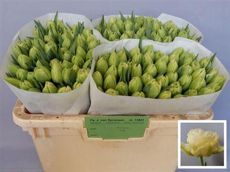 <h4>Tu Du Verona</h4>