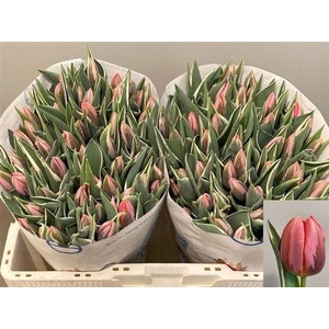 Tu En Pretty Princes