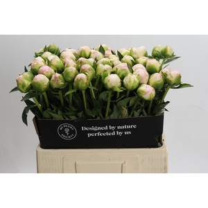 Paeonia In Full Sail