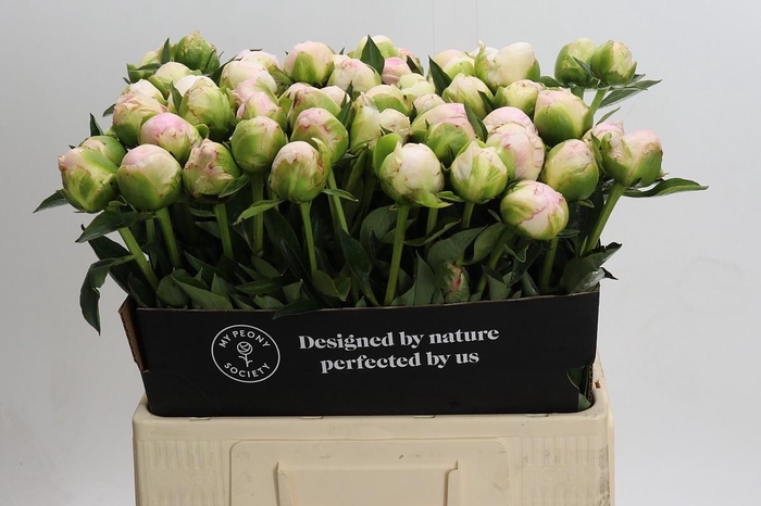<h4>Paeonia In Full Sail</h4>