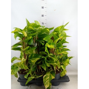 Epipremnum pinn.   ...moss stick