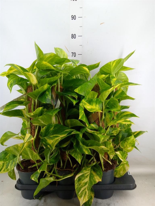 <h4>Epipremnum pinn. ...moss stick</h4>