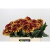 Dahlia Creme de Cognac