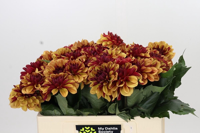 <h4>Dahlia Creme de Cognac</h4>
