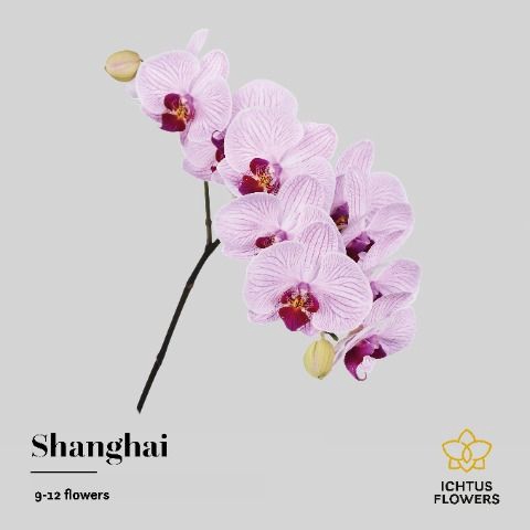<h4>Phal T An Shanghai</h4>