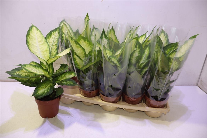 <h4>Dieff Camilla</h4>