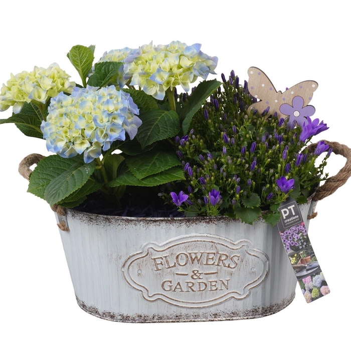 Arr.   Perkplanten H%