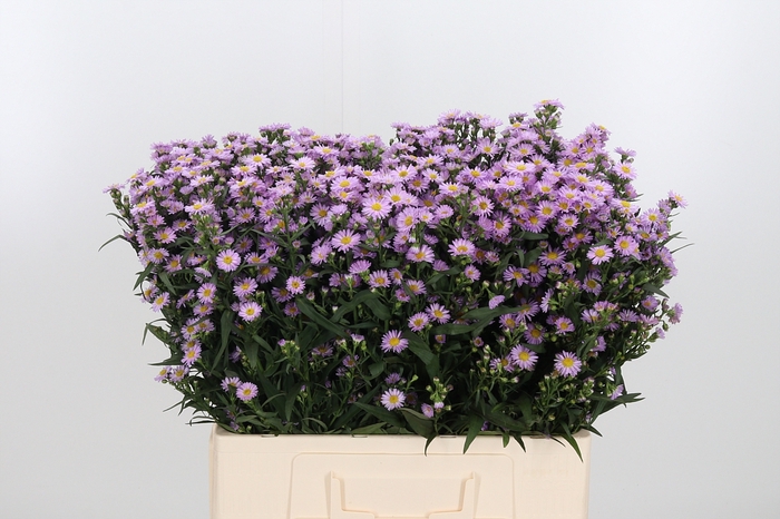 Aster Painted Lady