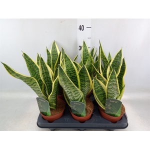 Sansevieria trifa. 'Futura Superba'