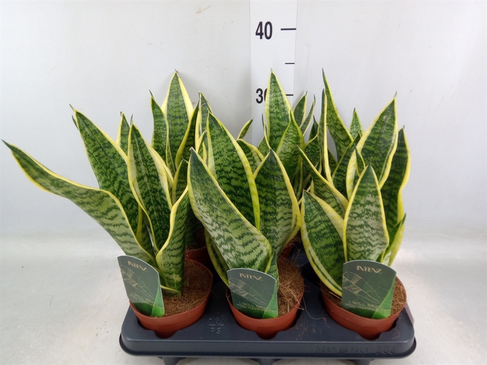 <h4>Sansevieria trifa. 'Futura Superba'</h4>