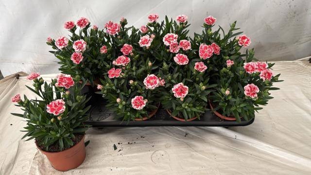 <h4>DIAN OSC WHITE RED</h4>