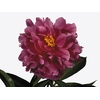 PAEONIA L KARL ROSEN