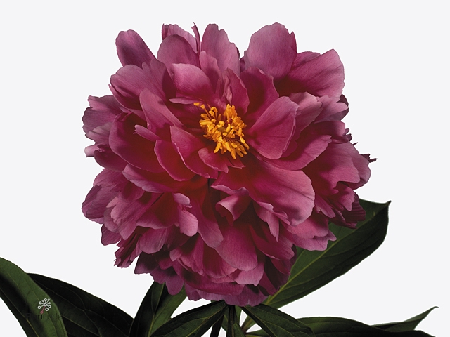 PAEONIA L KARL ROSEN