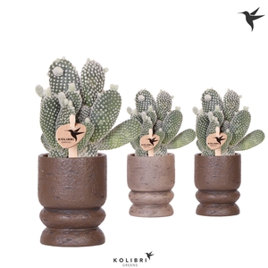 Kolibri Greens Opuntia white in Vintage pot mix