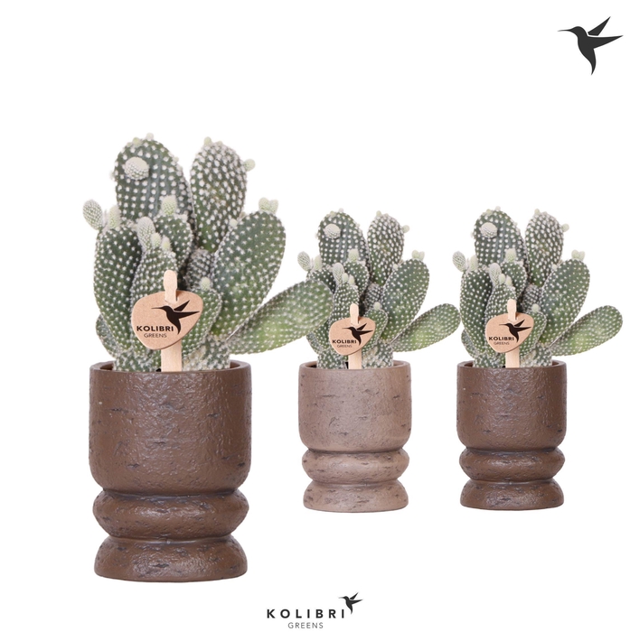 <h4>Kolibri Greens Opuntia white in Vintage pot mix</h4>