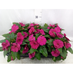 Impatiens NG 'Tamarinda Purple'