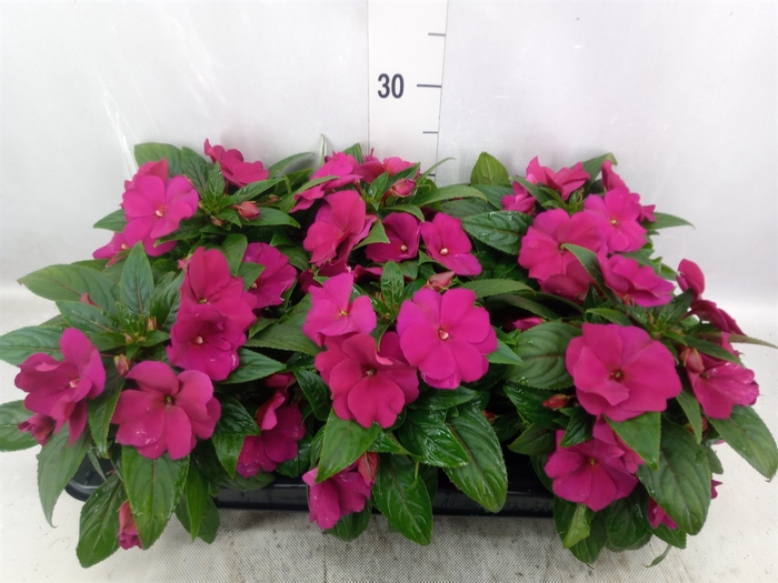 <h4>Impatiens NG 'Tamarinda Purple'</h4>