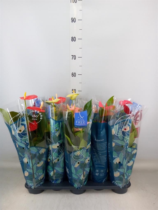 <h4>Anthurium   ...mix</h4>