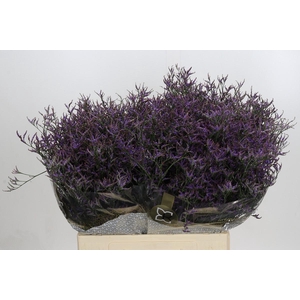 Limonium ov Safora Dark Blue