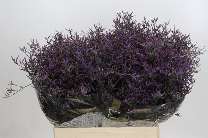 <h4>Limonium ov Safora Dark Blue</h4>
