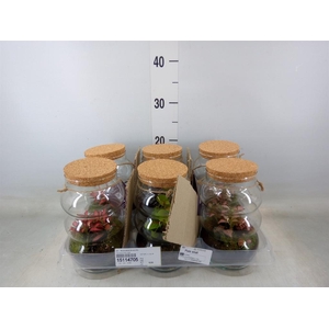 Arr.   Kamerplant Groen H%