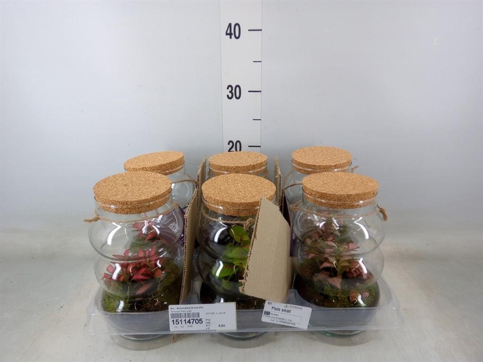 <h4>Arr. Kamerplant Groen H%</h4>